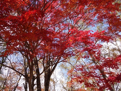 c0204725_20113830.jpg