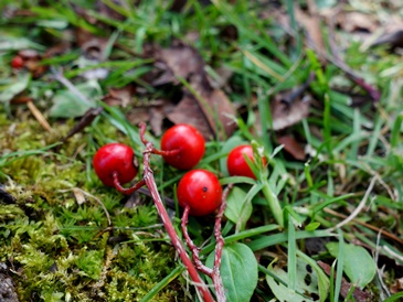 c0204725_20132112.jpg