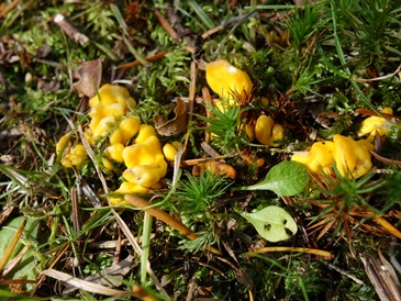 c0204725_20143686.jpg