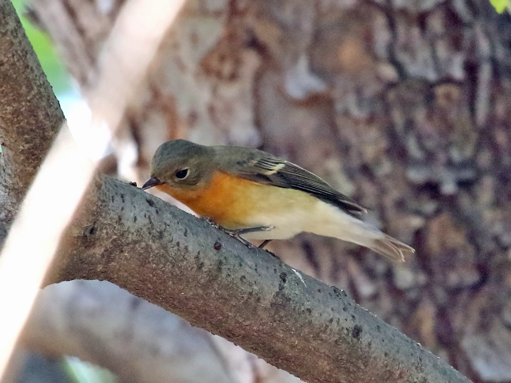 公園のムギマキ_f0368325_17332154.jpg