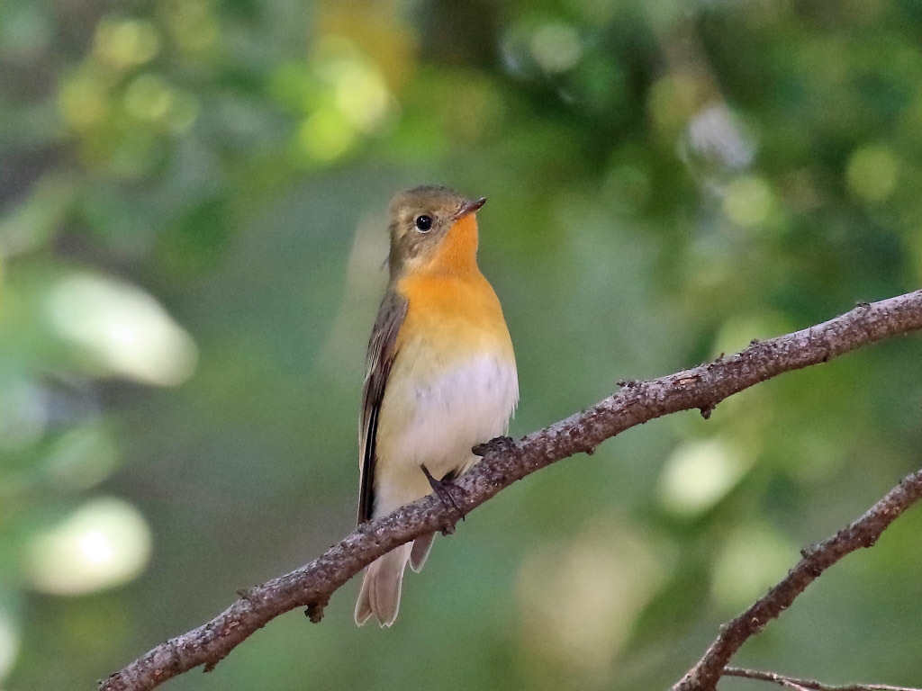 公園のムギマキ_f0368325_17342186.jpg