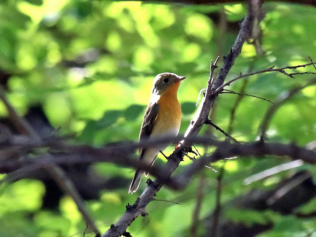 公園のムギマキ_f0368325_17361582.jpg