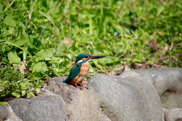 【保土ケ谷公園】_f0348831_21140518.jpg