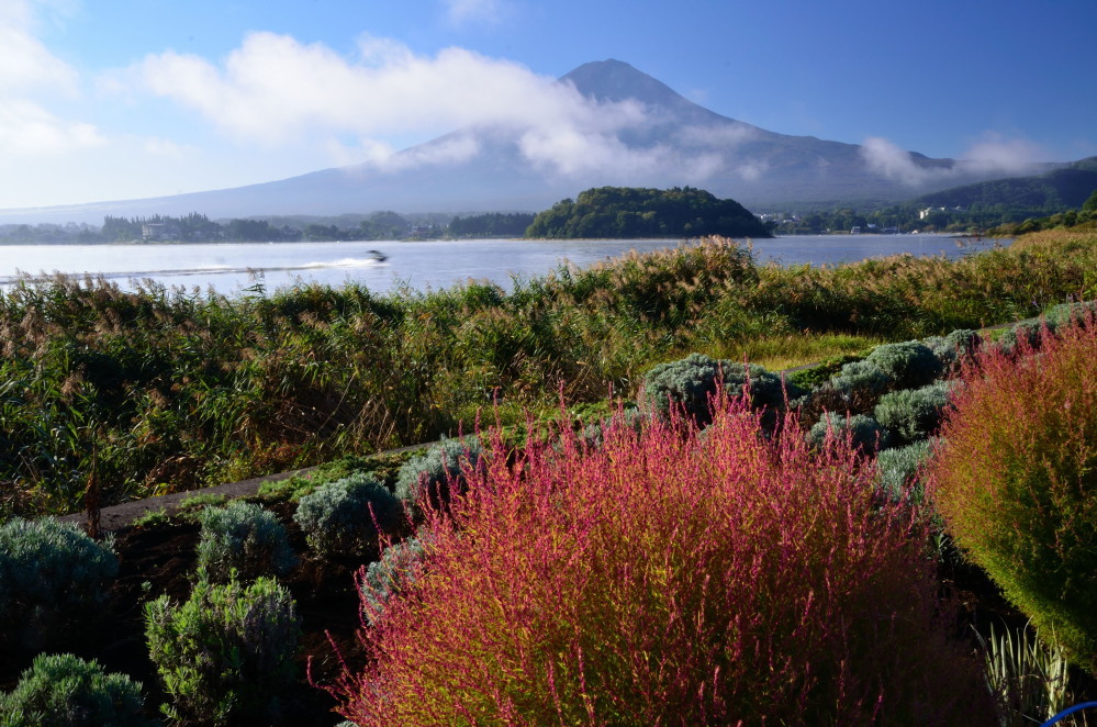 コキアと富士山_a0287533_20514146.jpg