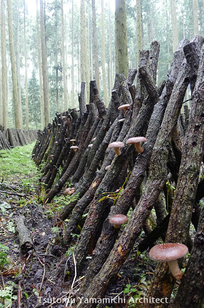 ∵建築愛と地域愛と椎茸愛と【224日目の里の家にて~ご報告~】∴_d0040733_15262863.jpg