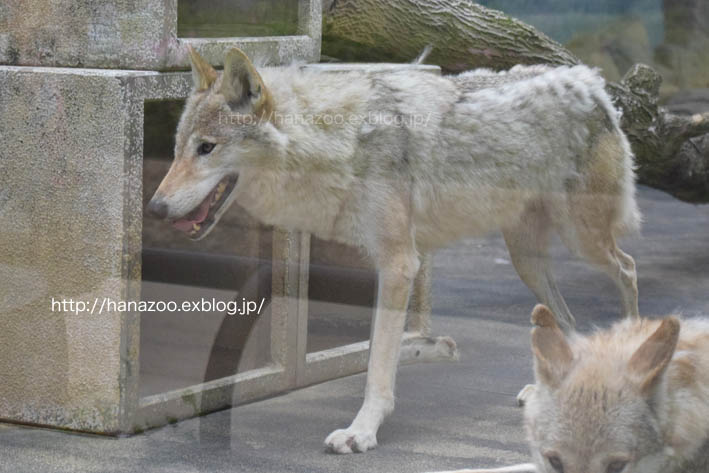 チュウゴクオオカミ、2頭展示の娘たち_b0245634_13342960.jpg