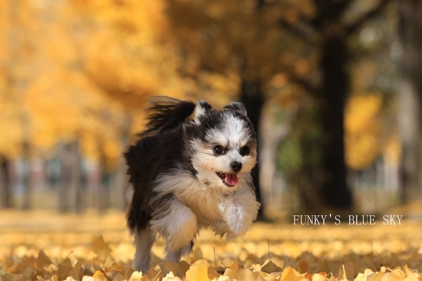 「FUNKY\'S BLUE SKY」のきゃふぁにこ♪さん登場!_c0039735_15031030.jpg
