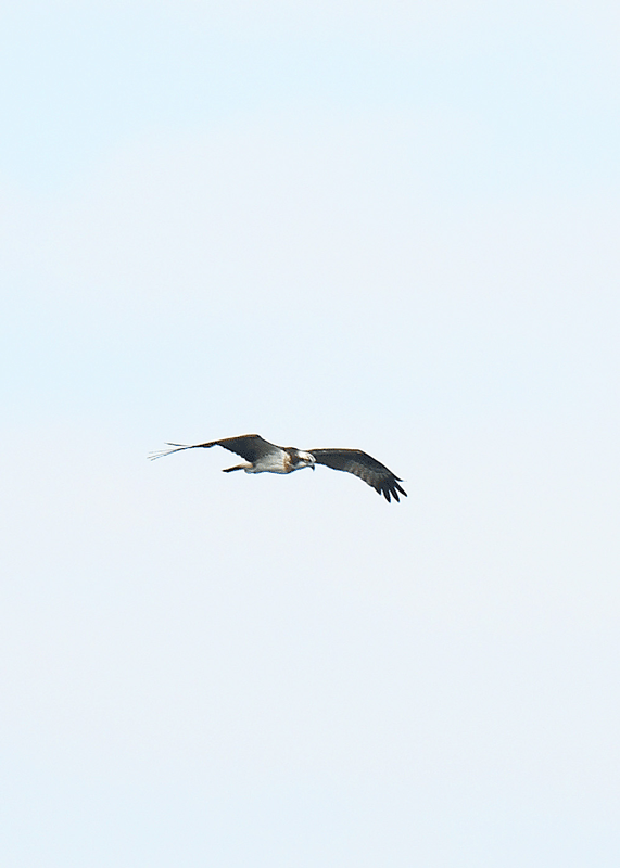 d0290240_20425122.gif