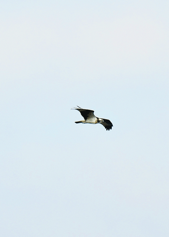 d0290240_20431488.gif