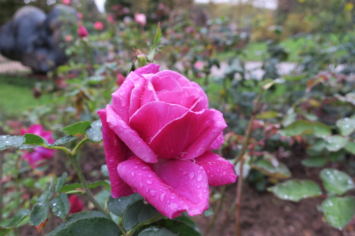 e0300042_1313597.jpg