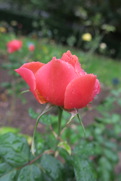 e0300042_131445.jpg