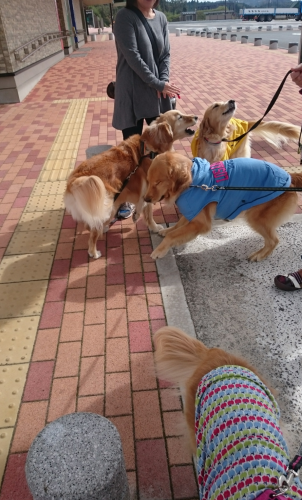 a0329943_16030304.png