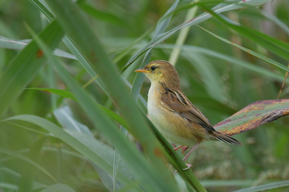 セッカ幼鳥_f0053272_004264.jpg