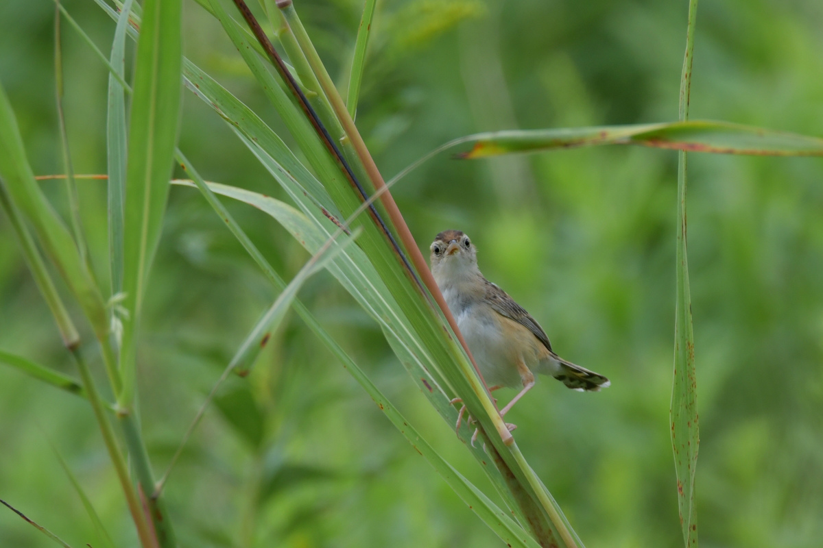 セッカ幼鳥_f0053272_013271.jpg