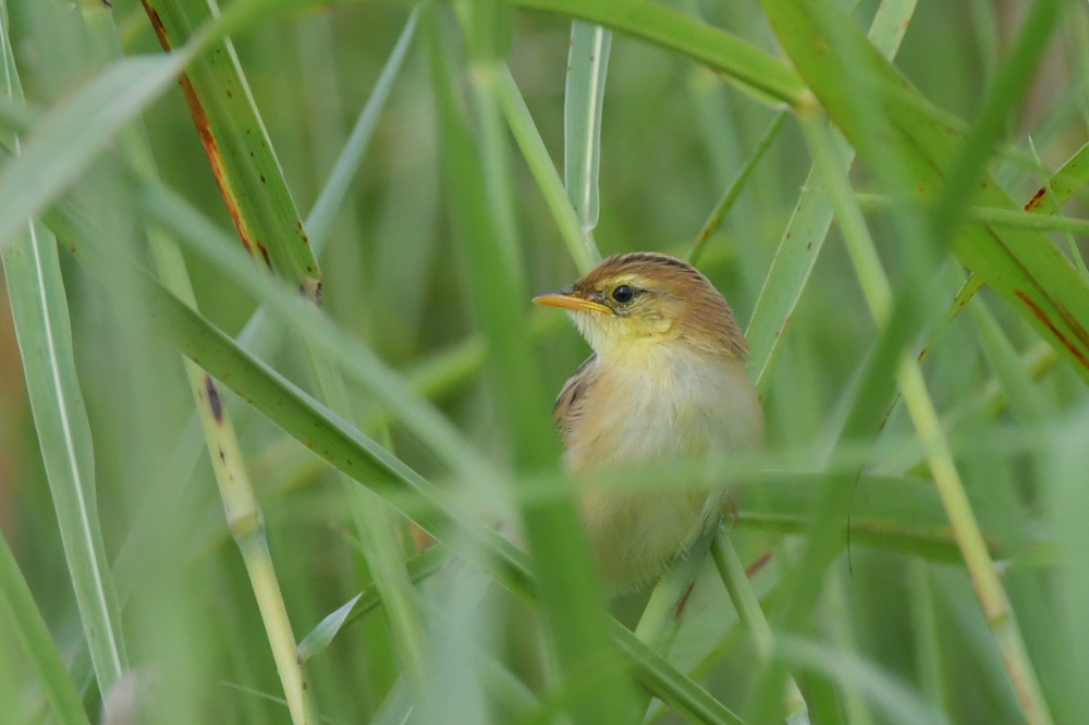 セッカ幼鳥_f0053272_02097.jpg