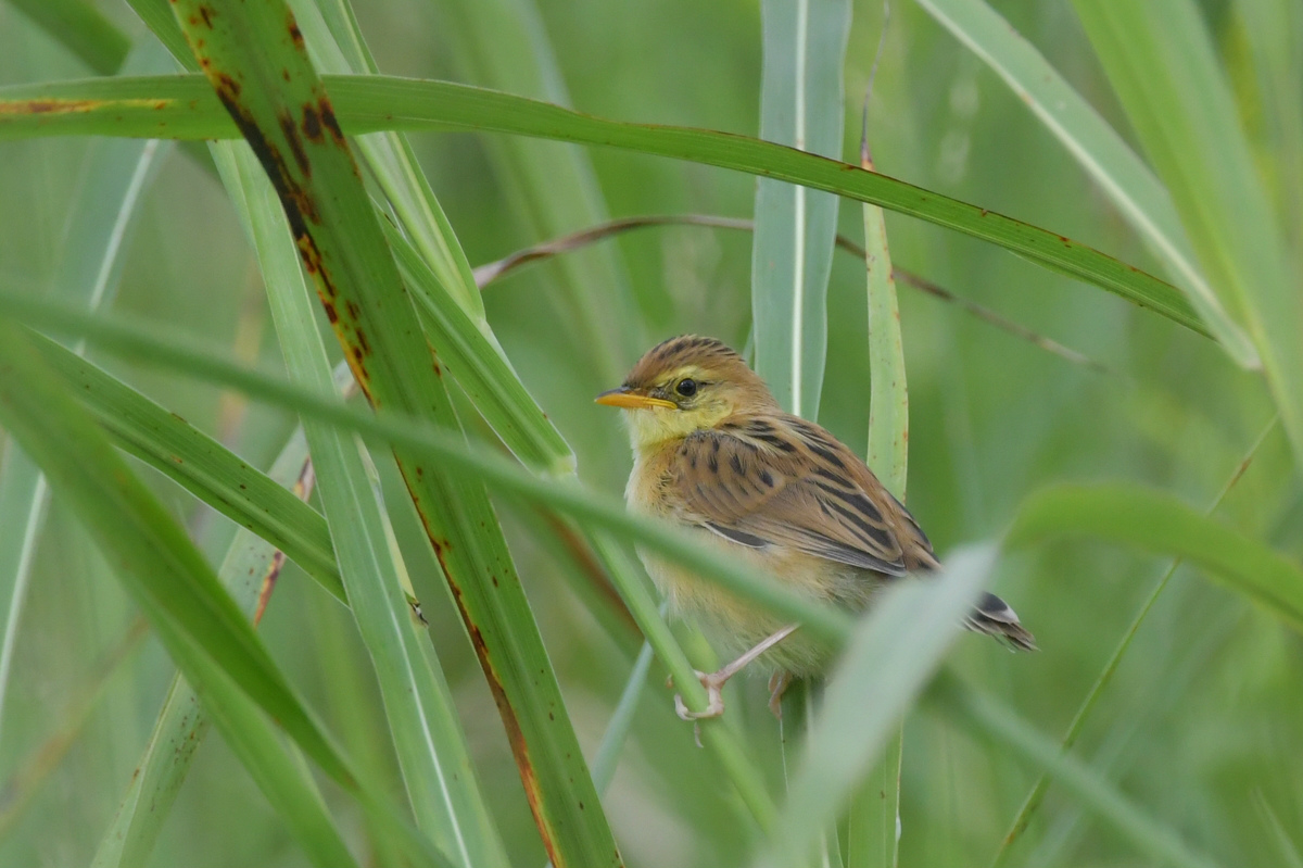 セッカ幼鳥_f0053272_022488.jpg