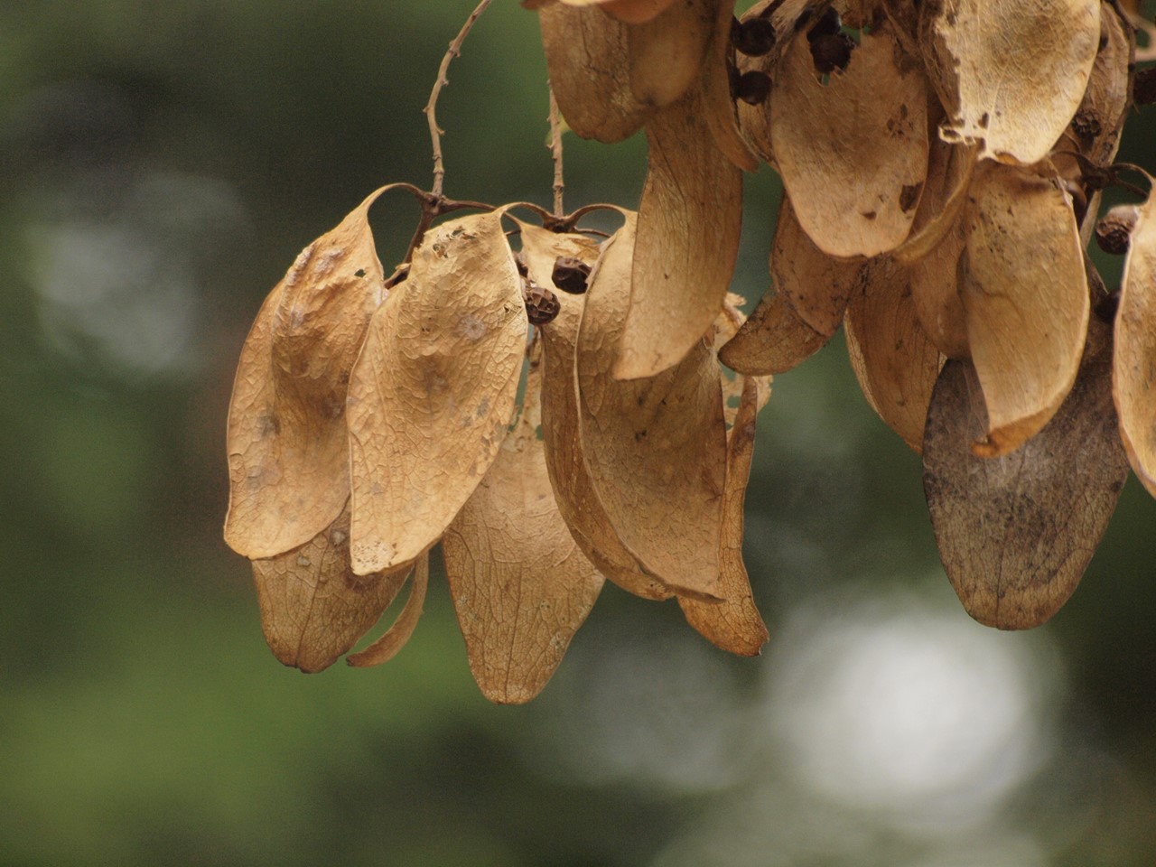 青桐 アオギリ や梅擬 ウメモドキ や扉 トベラ 等の実達 百年公園にて 自然風の自然風だより
