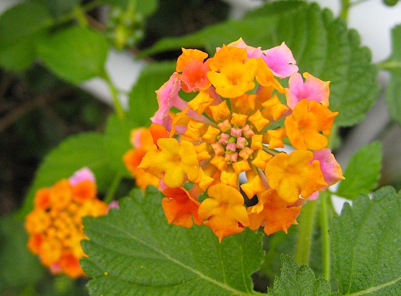 b0057679_99286.jpg