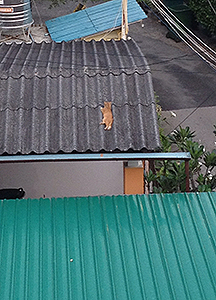 タイのネコちゃん_f0144385_13161624.jpg