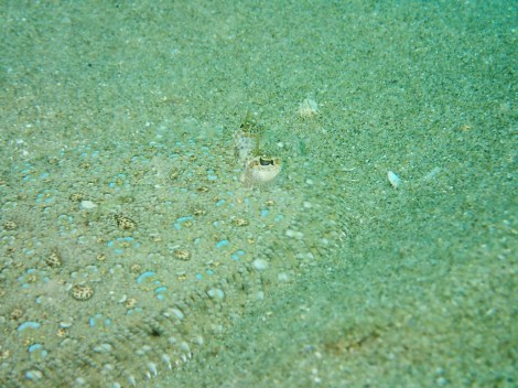 e0115199_16123632.jpg