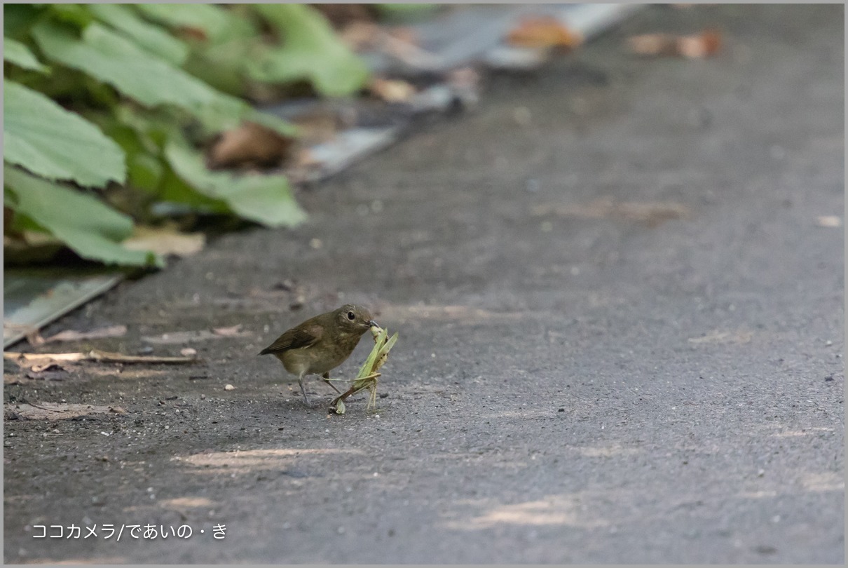 写真日記・東京港野鳥公園・2016.10.26_c0336400_18173248.jpg