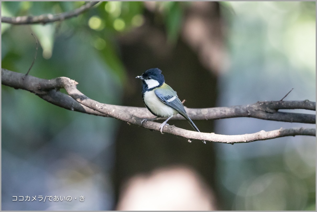 写真日記・東京港野鳥公園・2016.10.26_c0336400_18193749.jpg