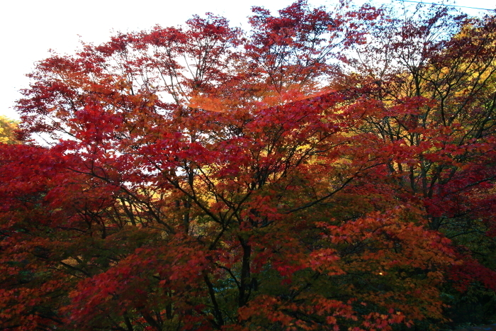 e0174008_16040830.jpg