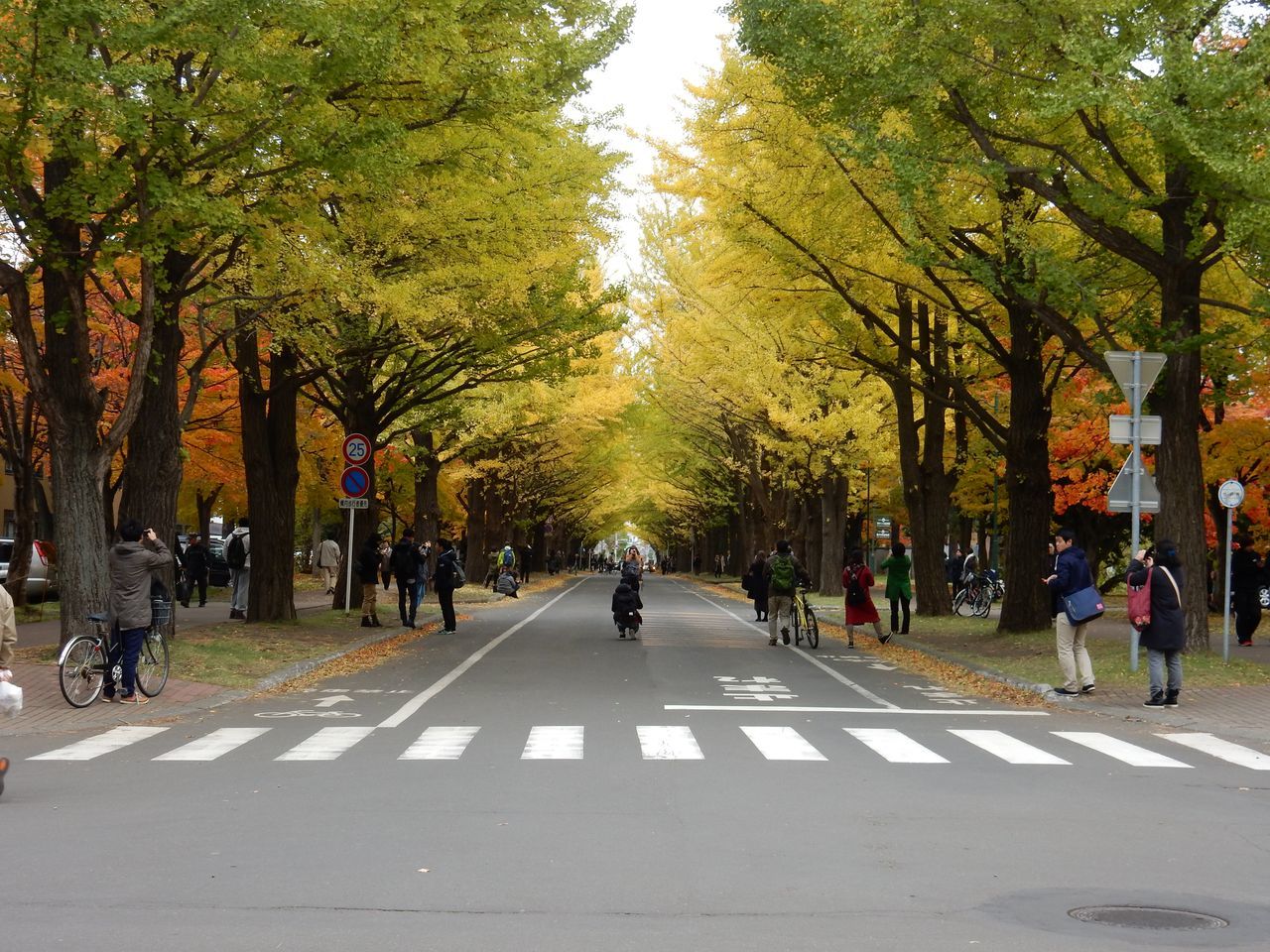 黄葉・紅葉に染まる北海道大学_c0025115_22363157.jpg