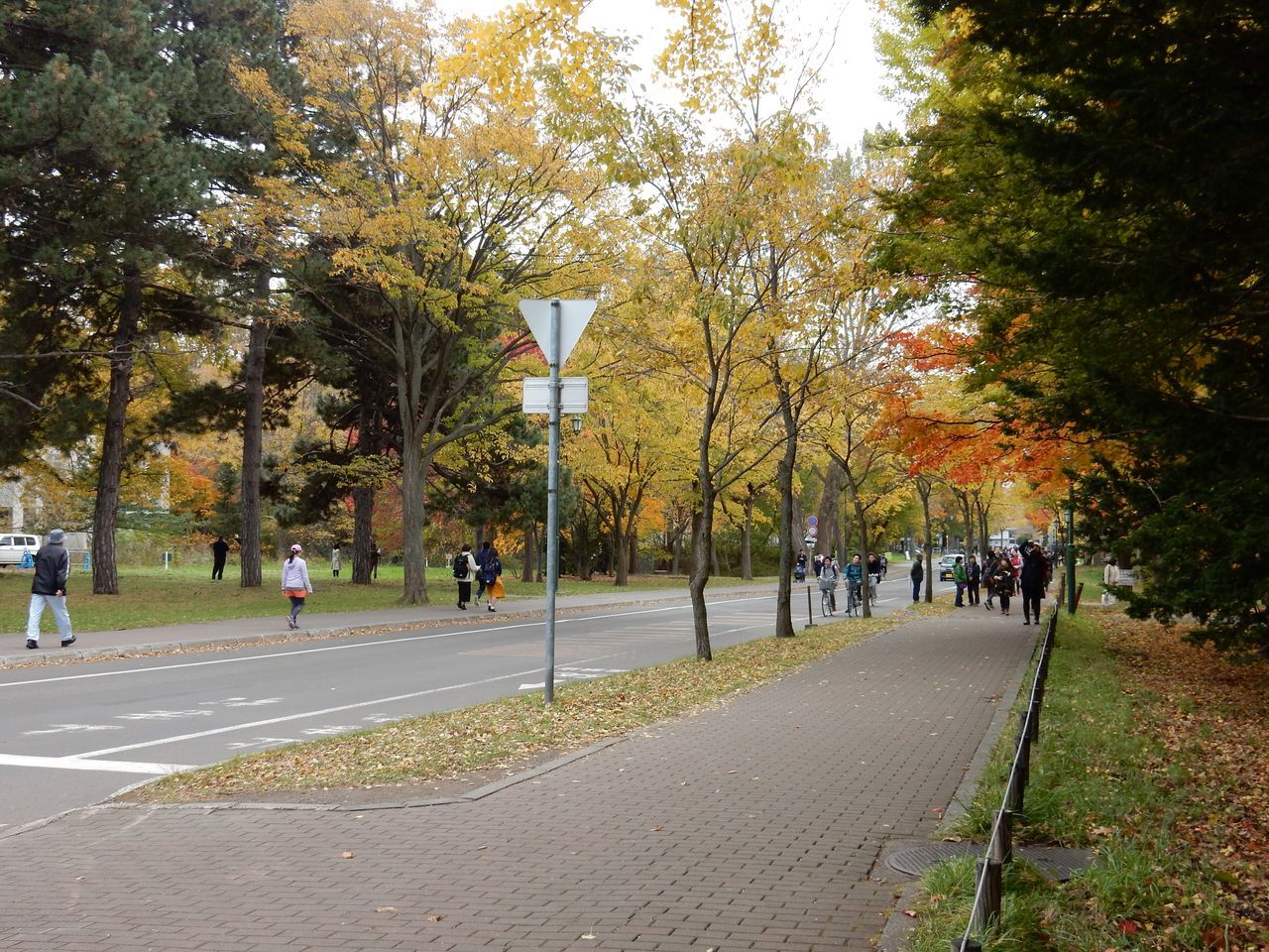 黄葉・紅葉に染まる北海道大学_c0025115_22363780.jpg