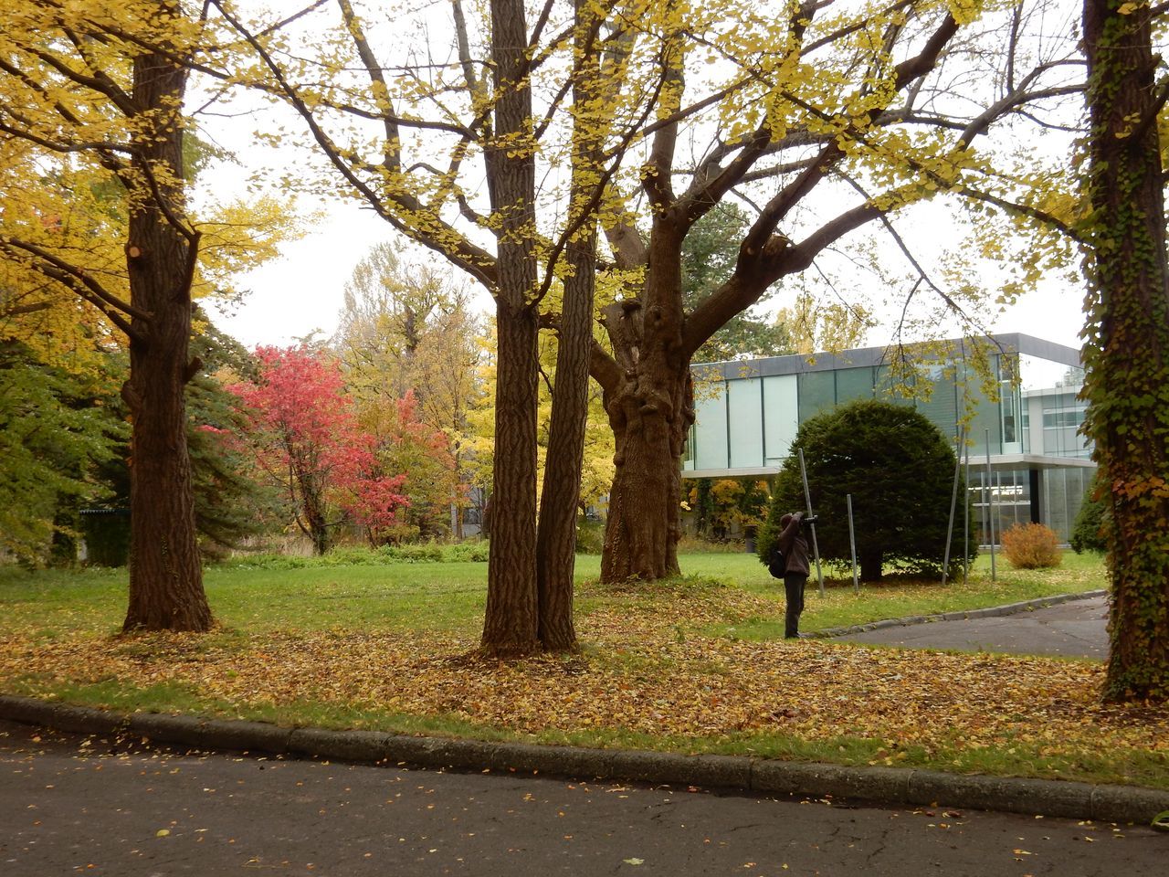 黄葉・紅葉に染まる北海道大学_c0025115_22364216.jpg
