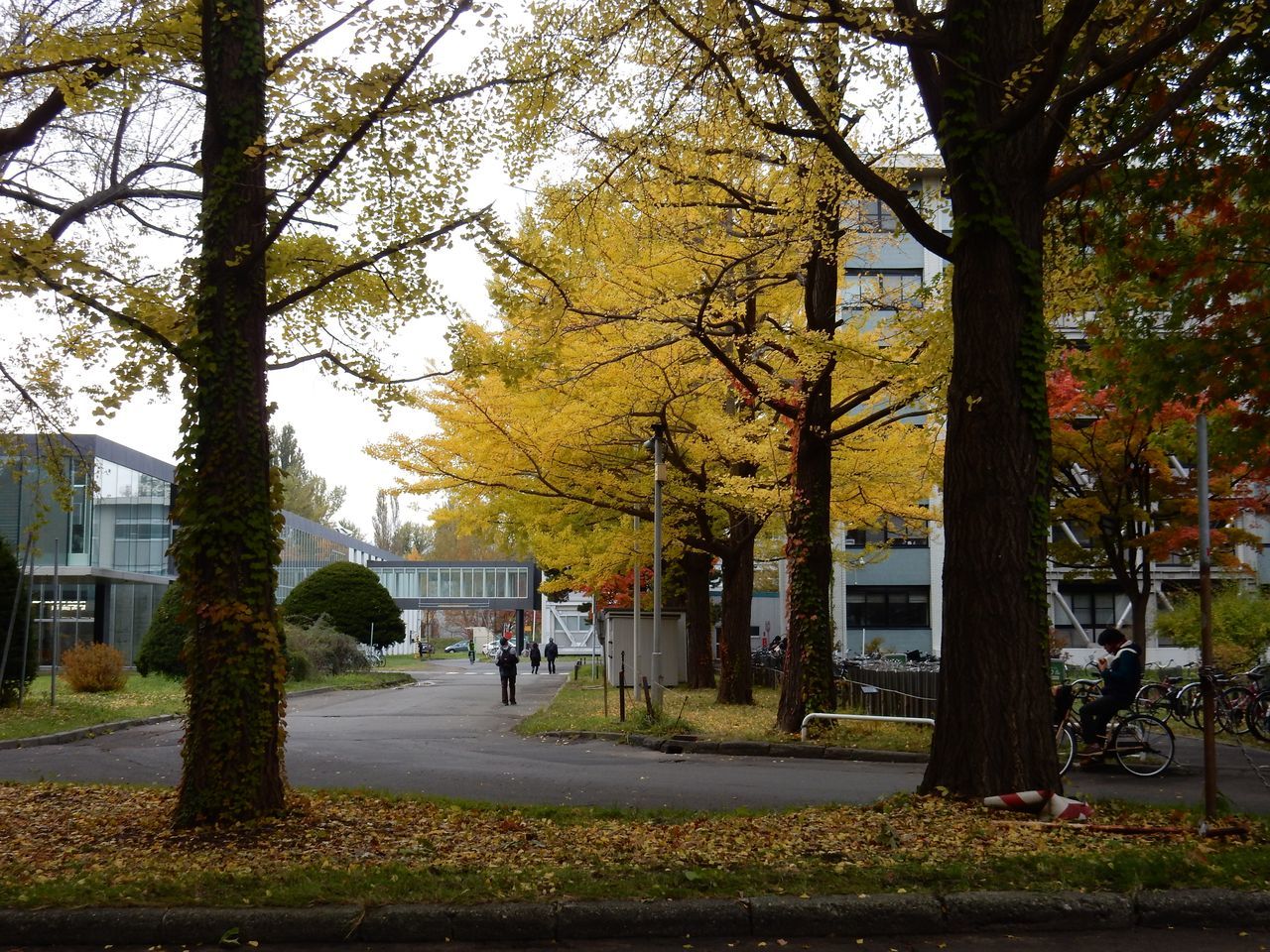 黄葉・紅葉に染まる北海道大学_c0025115_22364818.jpg