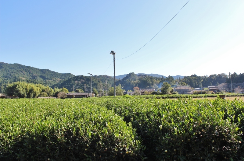 紅茶を追っかけて、鳳来_b0220318_08534917.jpg