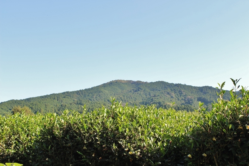 紅茶を追っかけて、鳳来_b0220318_08542554.jpg