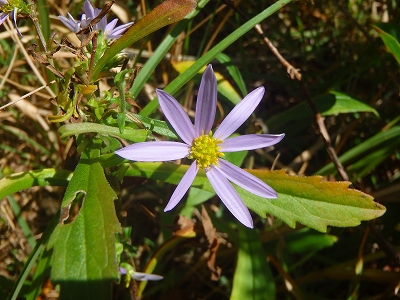 f0193521_4412074.jpg
