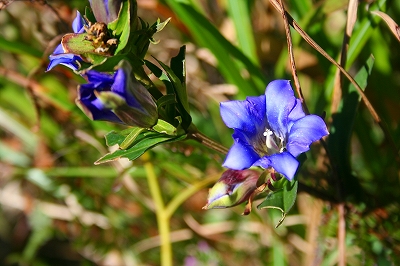 f0193521_4483616.jpg