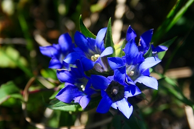 f0193521_449361.jpg