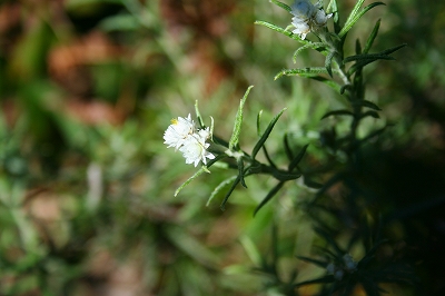 f0193521_453245.jpg