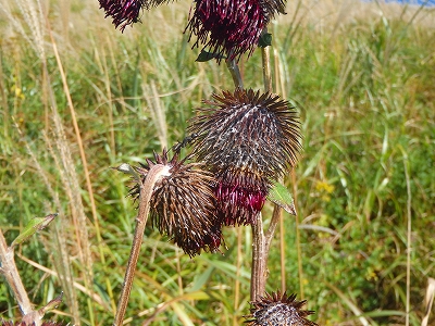 f0193521_7132218.jpg