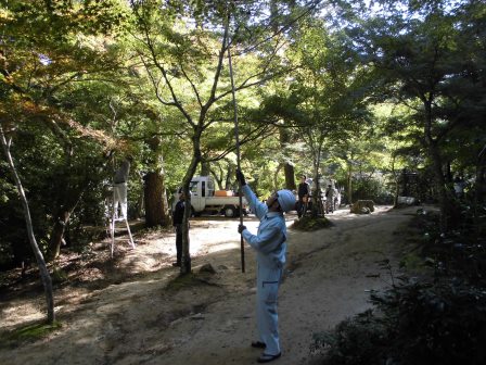 宮島さくら・もみじの会 平成28年度第5回作業_f0229523_13404879.jpg