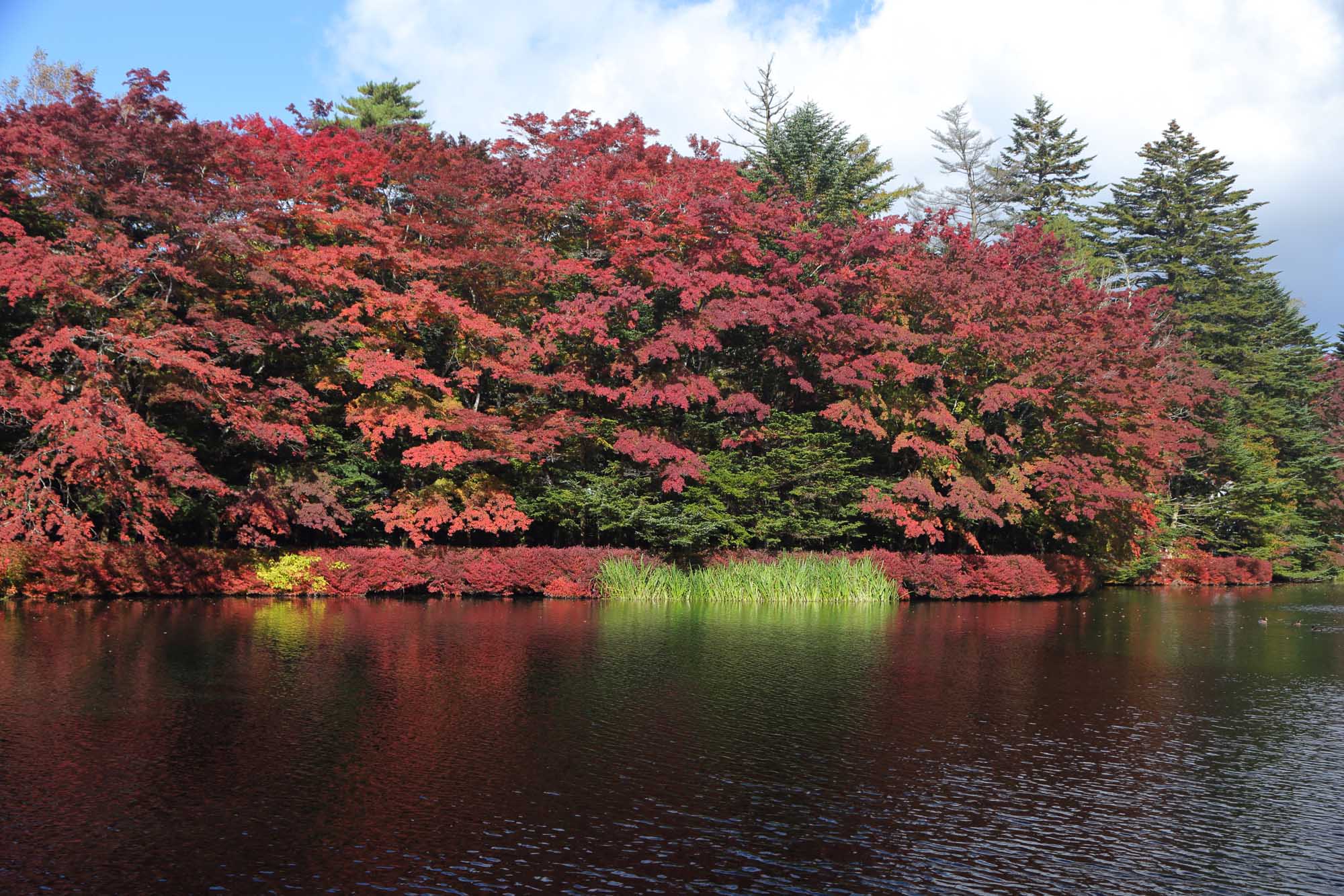 軽井沢の紅葉は見頃でした。_d0224125_1556248.jpg