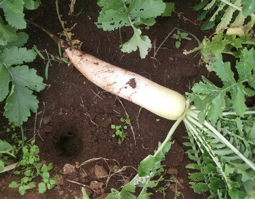 秋野菜の先陣は.....大根です。_b0137932_21405566.jpg