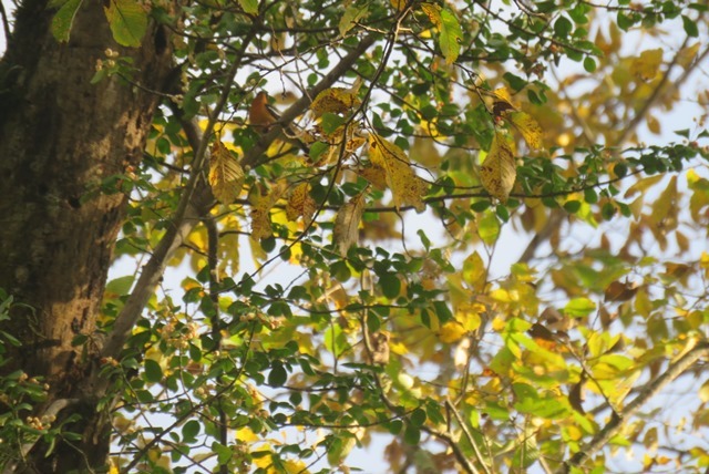 戸隠森林植物園から神戸へ _b0227552_11470524.jpg