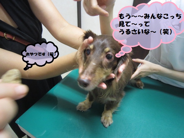 【湿疹とかゆみがひどかったダックス!原因は、、】_b0059154_185564.jpg