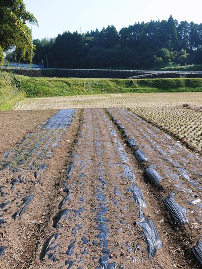 熊本産ステビアにんにく 無農薬、無化学肥料のステビアにんにく!平成28年度分は残りわずかです!_a0254656_16592734.jpg
