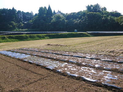 熊本産ステビアにんにく 無農薬、無化学肥料のステビアにんにく!平成28年度分は残りわずかです!_a0254656_1712144.jpg