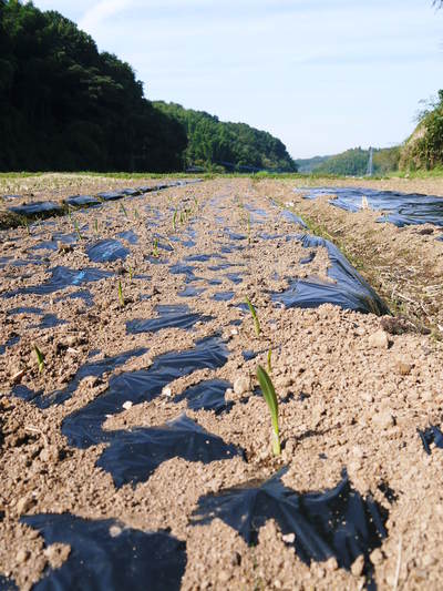 熊本産ステビアにんにく 無農薬、無化学肥料のステビアにんにく!平成28年度分は残りわずかです!_a0254656_1735734.jpg