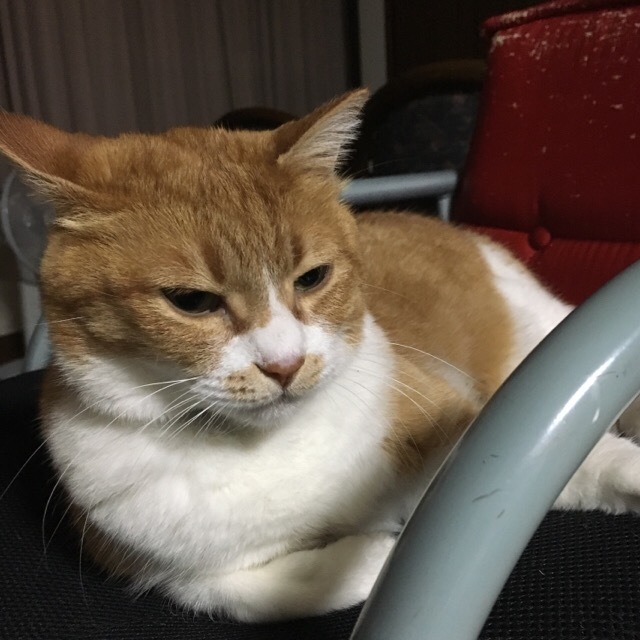 f0363168_21252094.jpeg