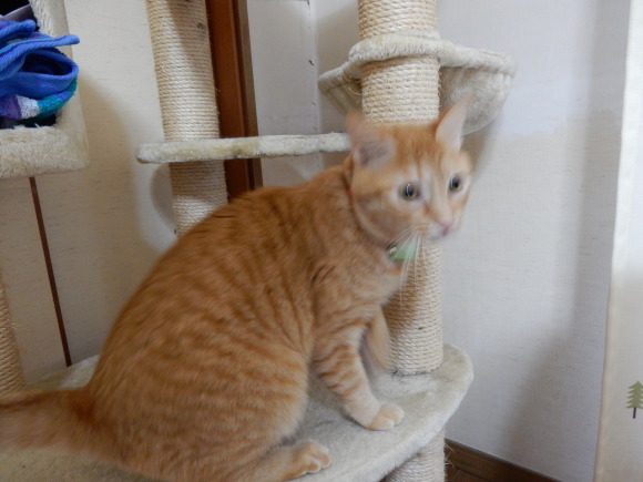 ぐちゃっと玄関の理由_e0355177_15315463.jpg