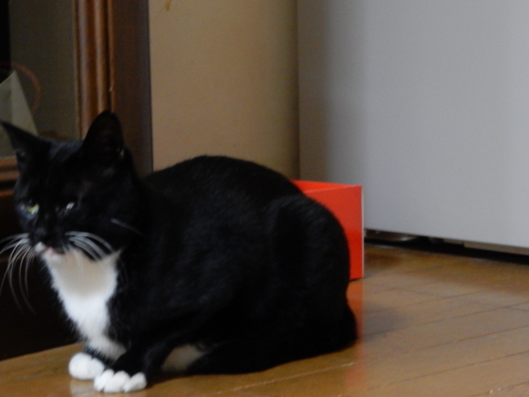 ぐちゃっと玄関の理由_e0355177_15332183.jpg