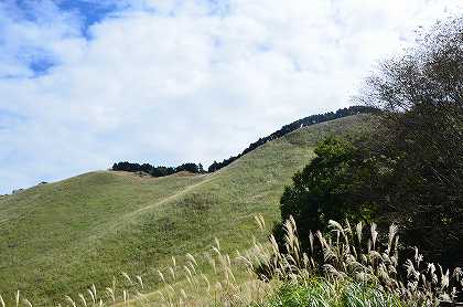 奈良県　曽爾高原のススキ_c0229483_10435.jpg